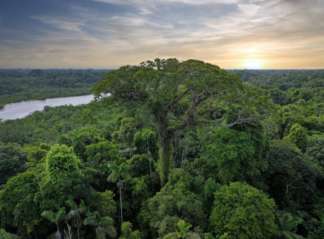 Brazil: REDD+ vừa giữ rừng, vừa thêm tài chính xanh